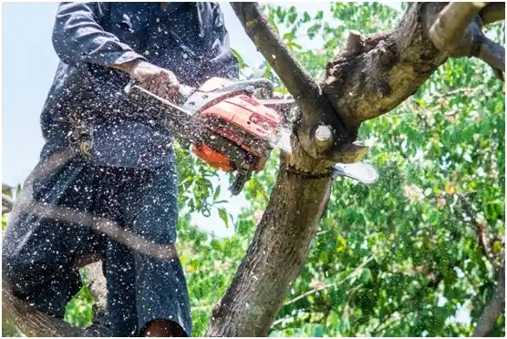 tree services Lake Geneva